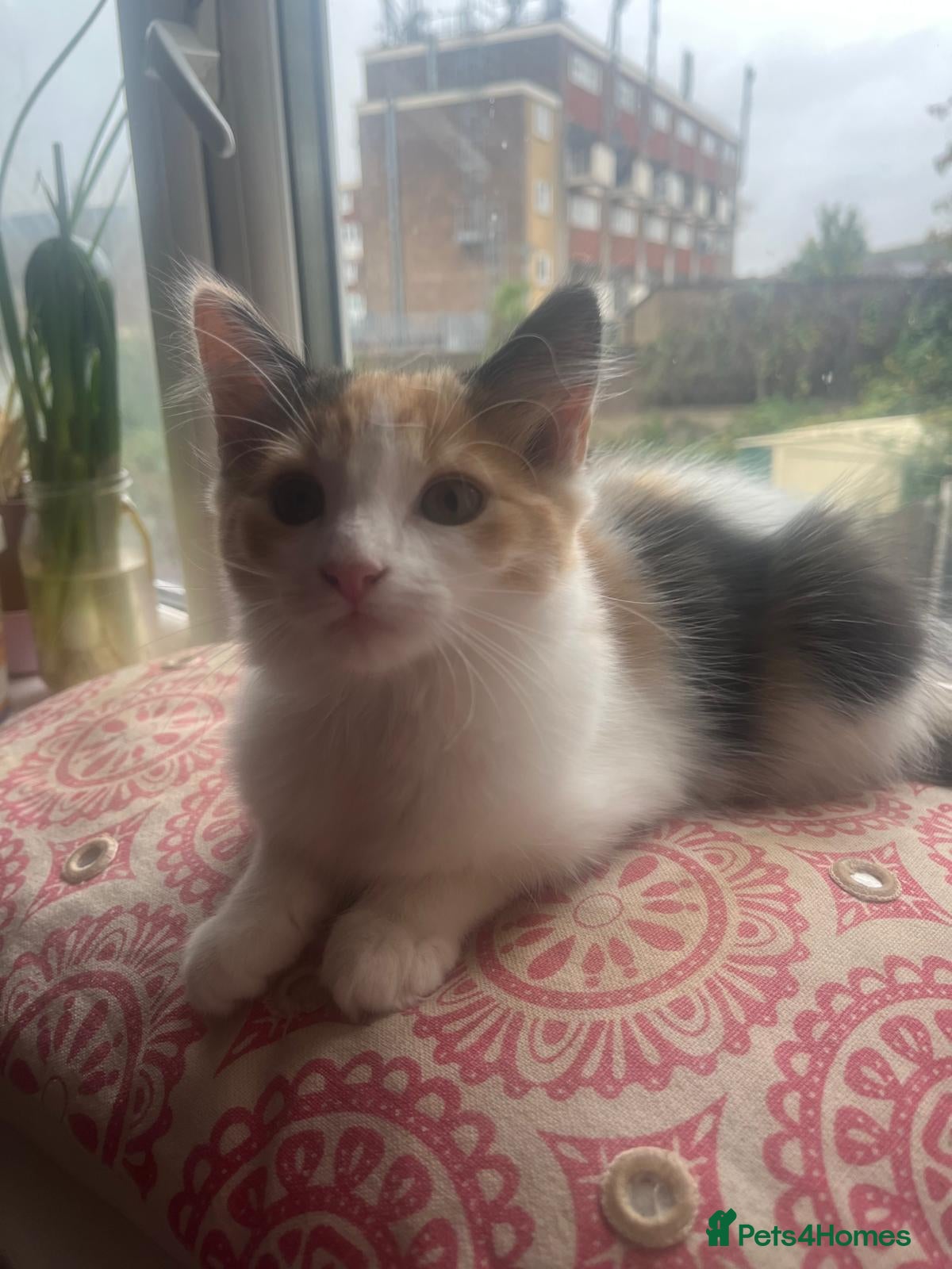 Domestic Shorthair cats for sale: Female  - Advert 4