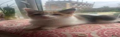 Domestic Shorthair 1