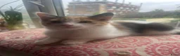 Domestic Shorthair cats for sale: Female  - Advert 1