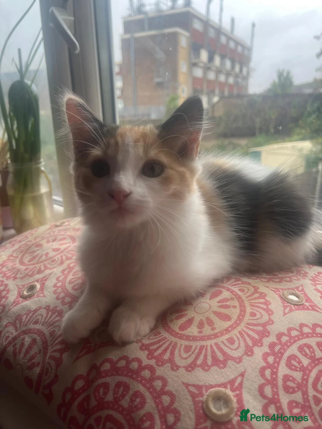 Domestic Shorthair cats for sale: Female  - Advert 1