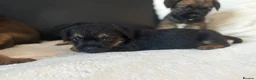 Border Terrier dogs for sale: BORDER TERRIER PUPPIES  in Willenhall - Advert 6