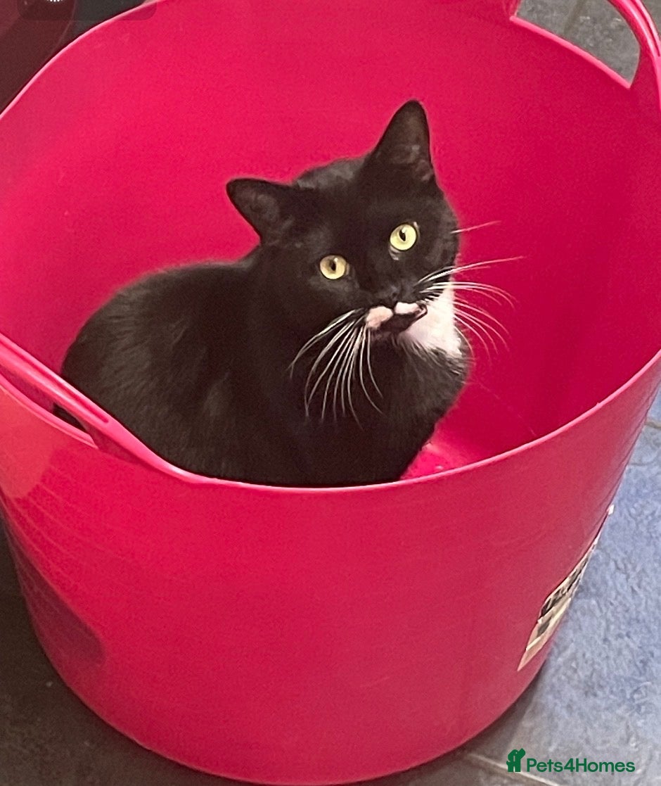 Mixed Breed cats Magic 2 year old spayed cat - Advert 3