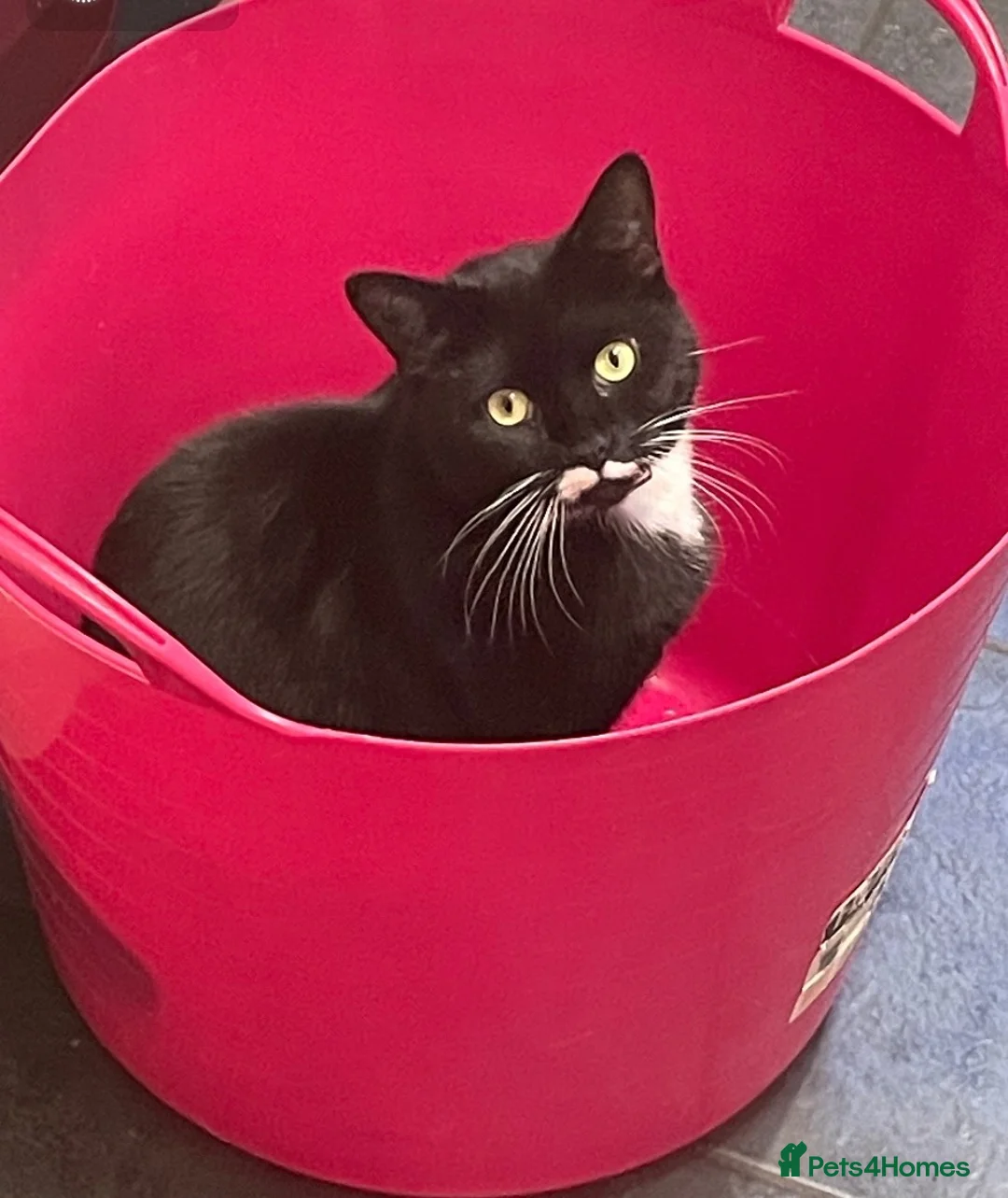 Mixed Breed cats for sale: Magic 2 year old spayed cat - Advert 1