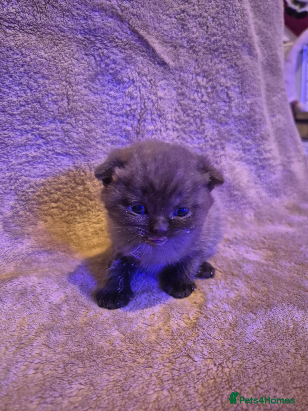 Scottish Fold cats for sale: Tica registered, parents pkd clear - Advert 8