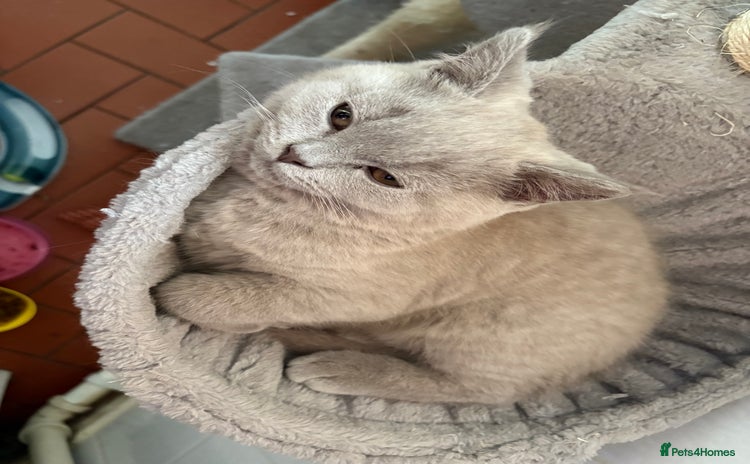 British Shorthair cats - Advert 3