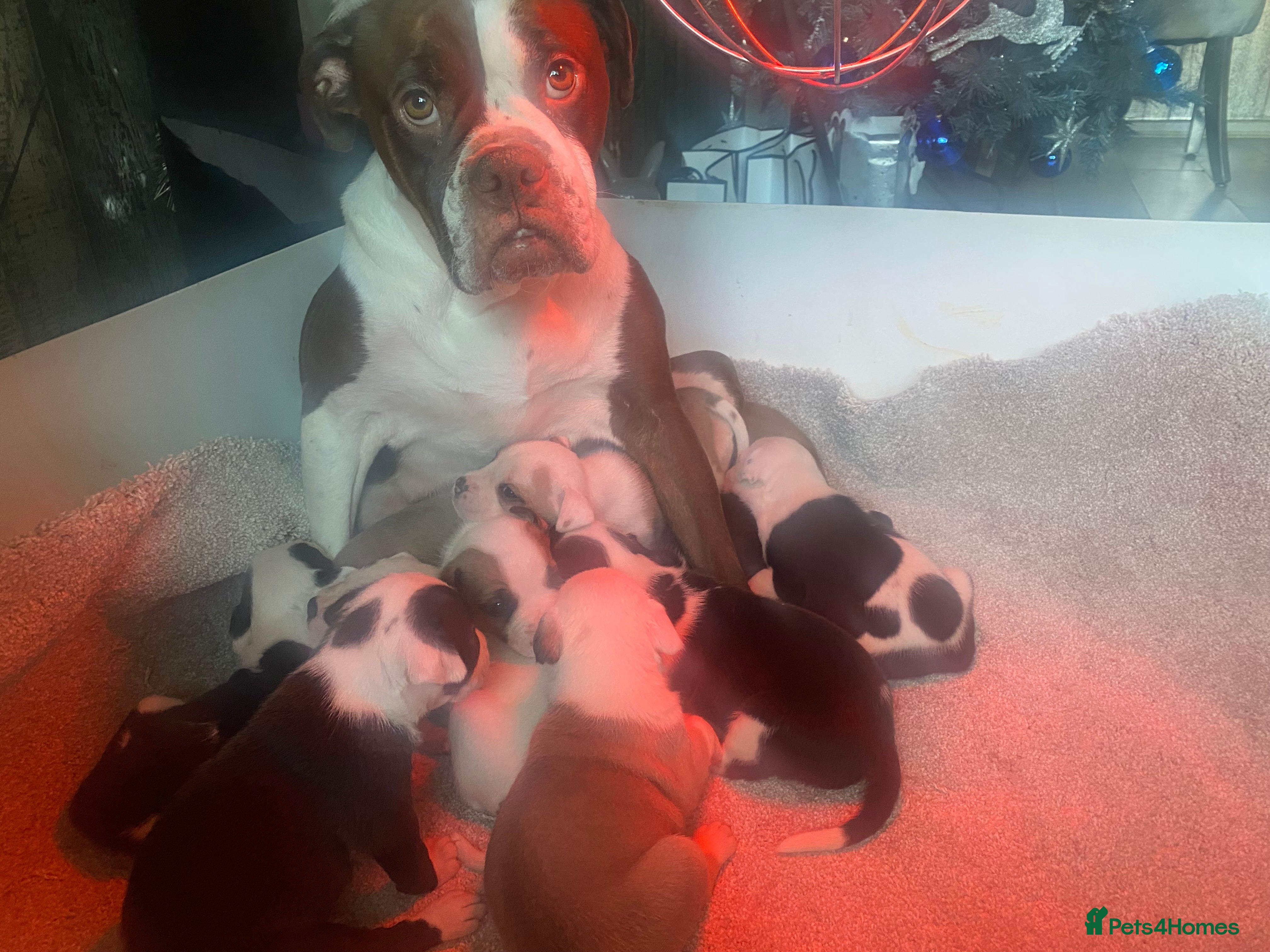 Staffordshire Bull Terrier dogs 2 girls left  - Advert 18