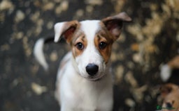 Mixed Breed dogs for sale: Stunning Border Collie x Welsh Collie - Image 3