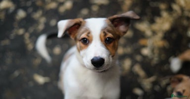 Mixed Breed dogs - Advert 12