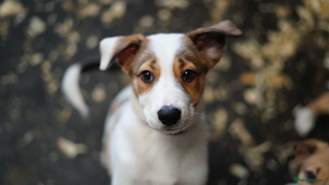 Mixed Breed dogs for sale: Stunning Border Collie x Welsh Collie - Image 3