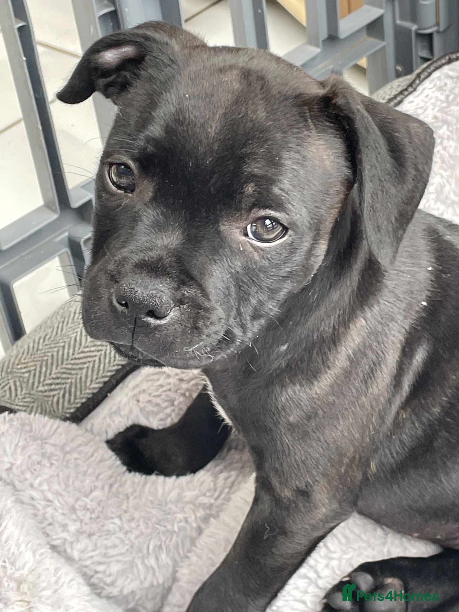 Staffordshire Bull Terrier dogs Last boy heavily reduced  - Advert 1
