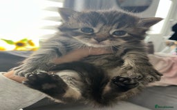 Ragdoll cats for sale: Ragdoll kittens  - Image 12