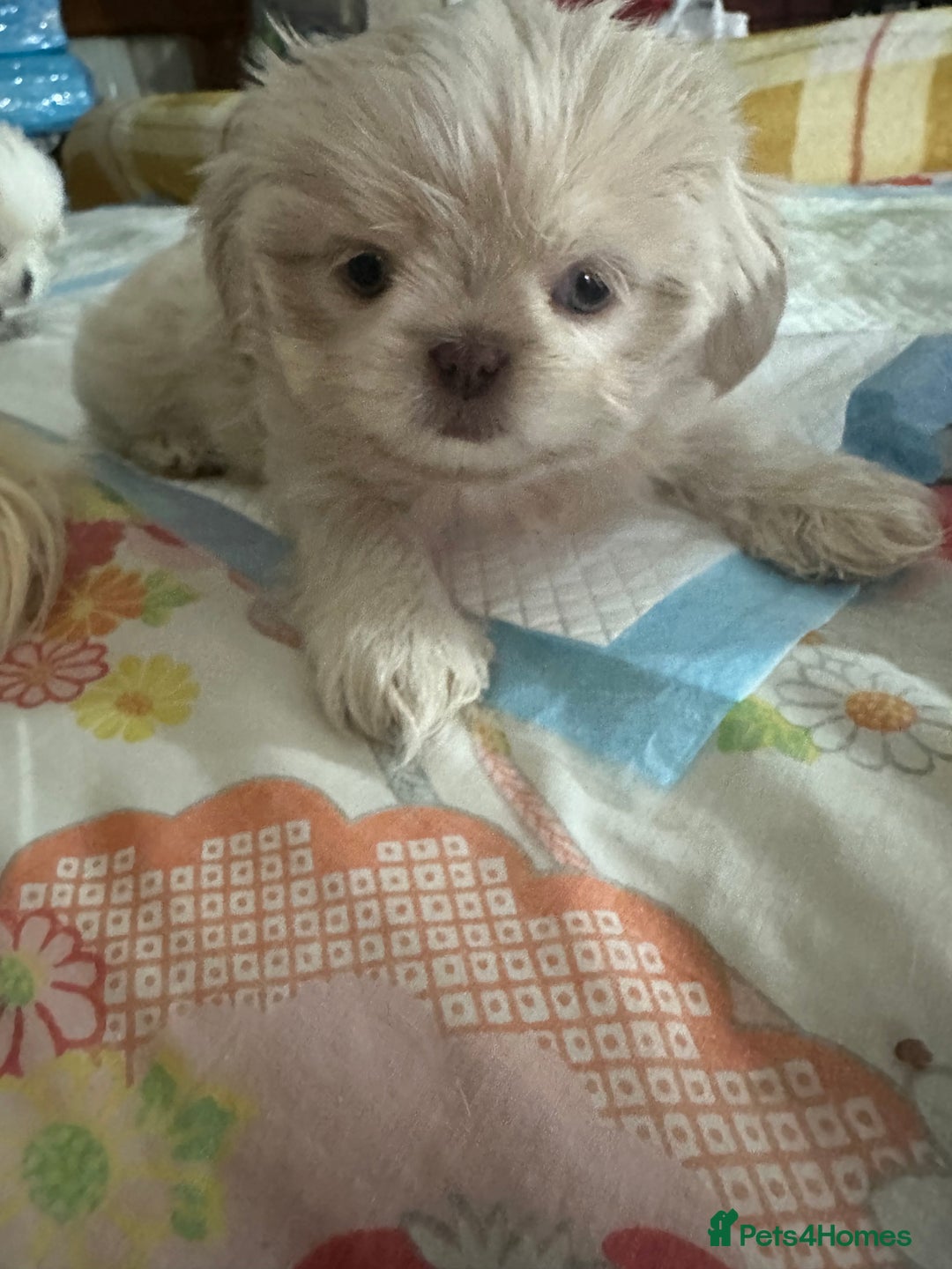 Shih Tzu dogs for sale: Lavender White Imperial Shih Tzu Puppies - Image 21
