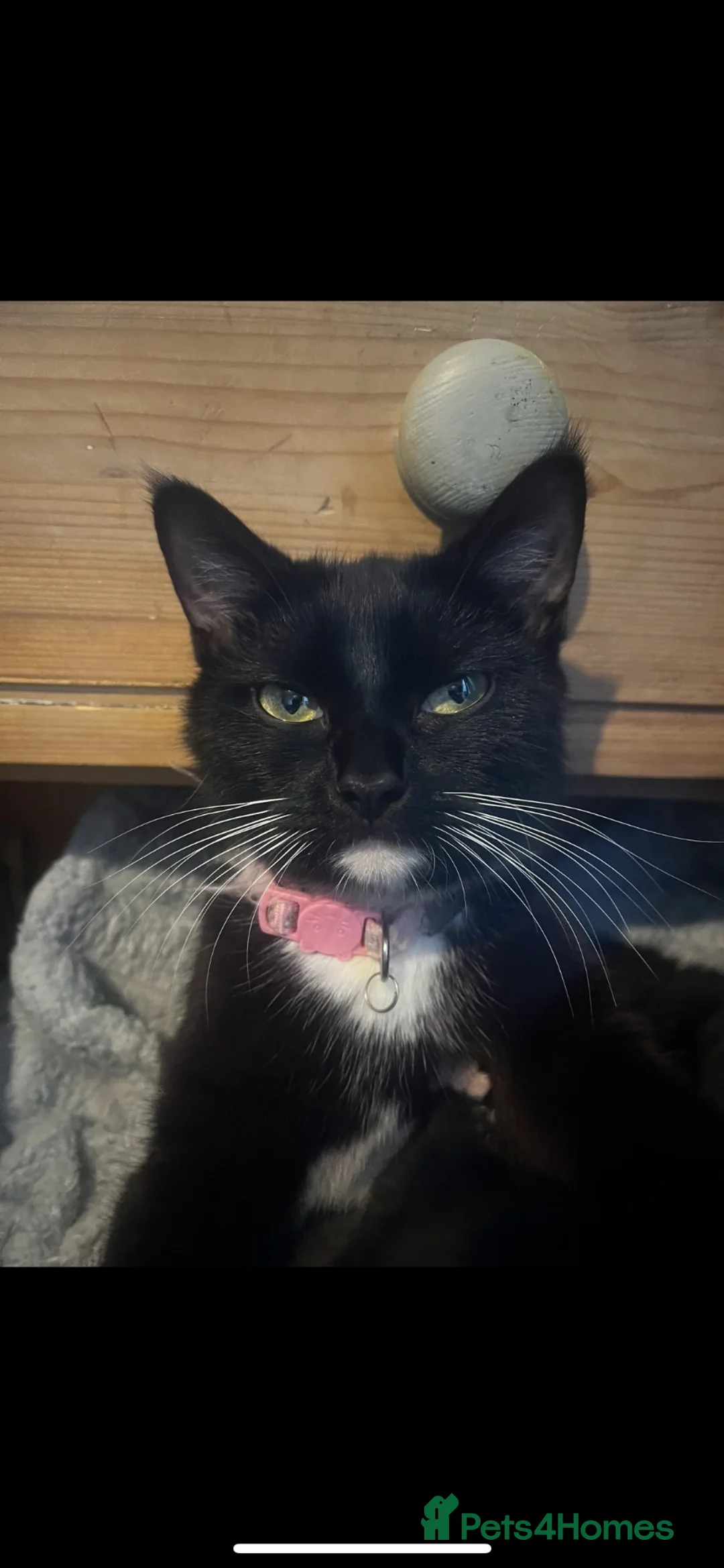 Mixed Breed cats for sale: 3 mixed breed kittens for sale - Advert 6
