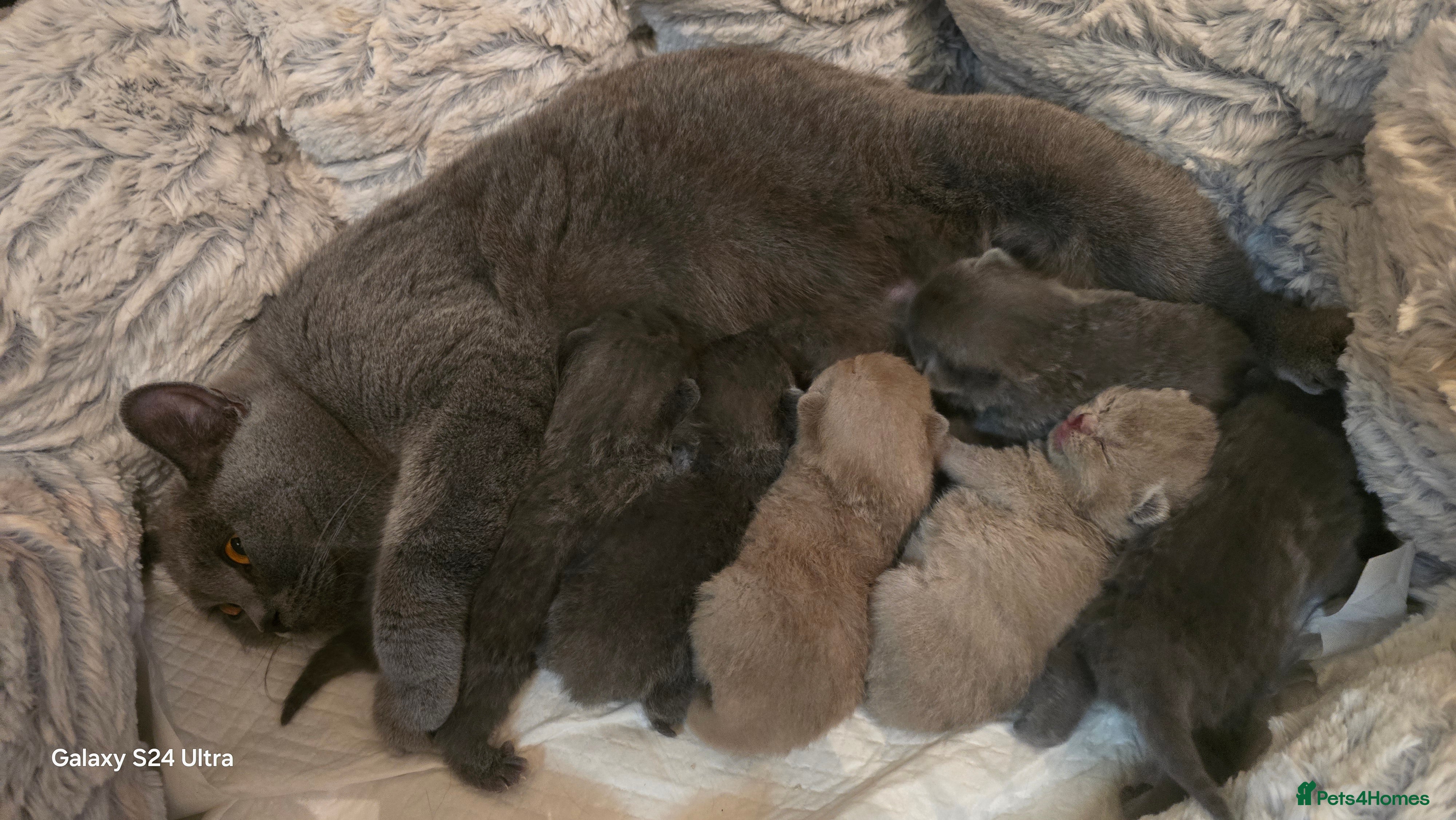 British Shorthair cats ​GCCF Registered(Active) British shorthair kittens - Advert 4