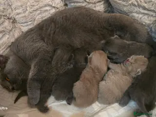 British Shorthair cats GCCF Registered(Active) British shorthair kittens - Advert 4