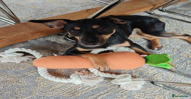 Mixed Breed dogs - Advert 6