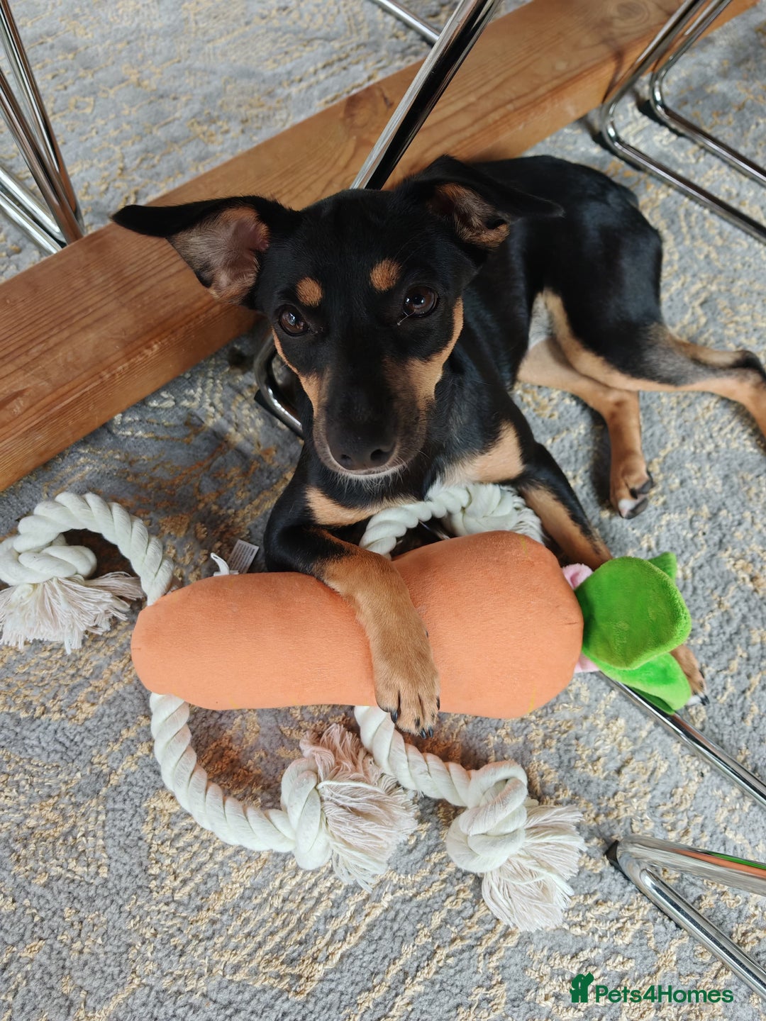 Mixed Breed dogs for adoption: Brooke & Nina are looking for a home together. - Image 2