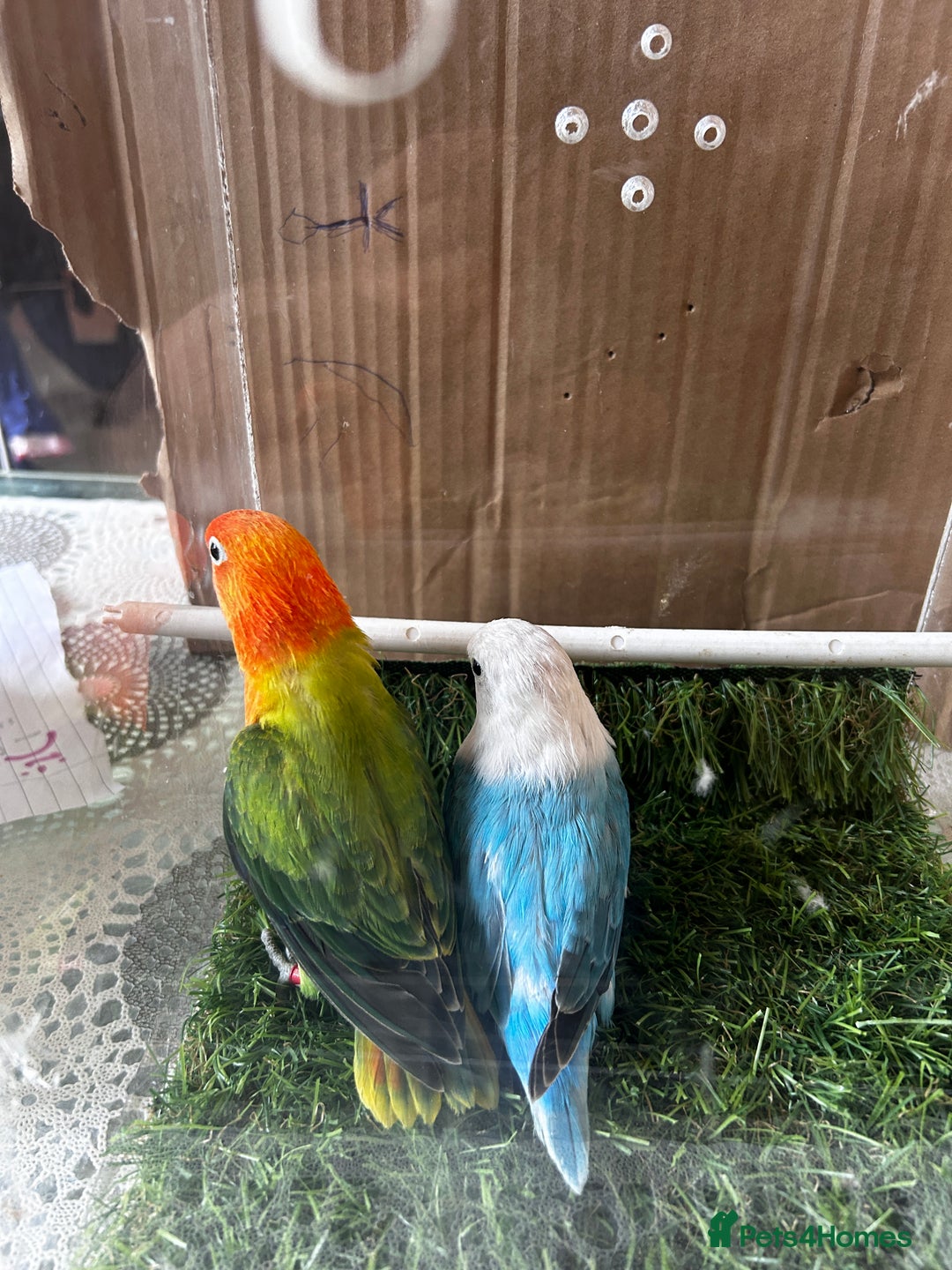 Lovebirds birds for sale: Beautiful Opline lovebirds in Birmingham - Image 11