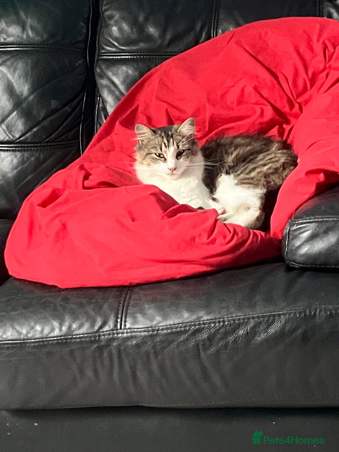 Mixed Breed cats for sale: 1yr female cat.2 playful male kitten available  in Stoke-on-Trent - Image 2