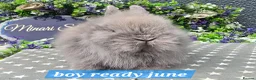 Lionhead rabbits for sale: Gorgeous purebred lionheads ready now  - Advert 8