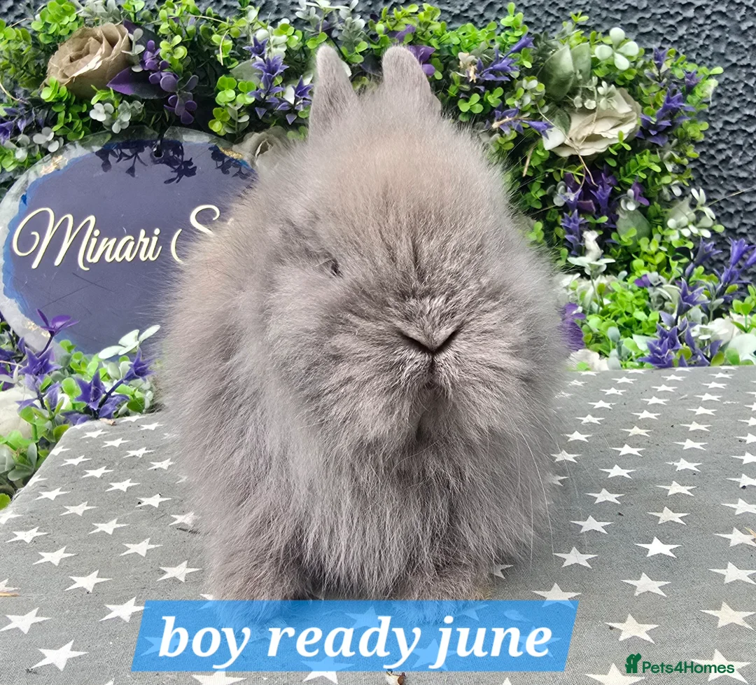 Lionhead rabbits for sale: Gorgeous purebred lionheads ready now  - Advert 8