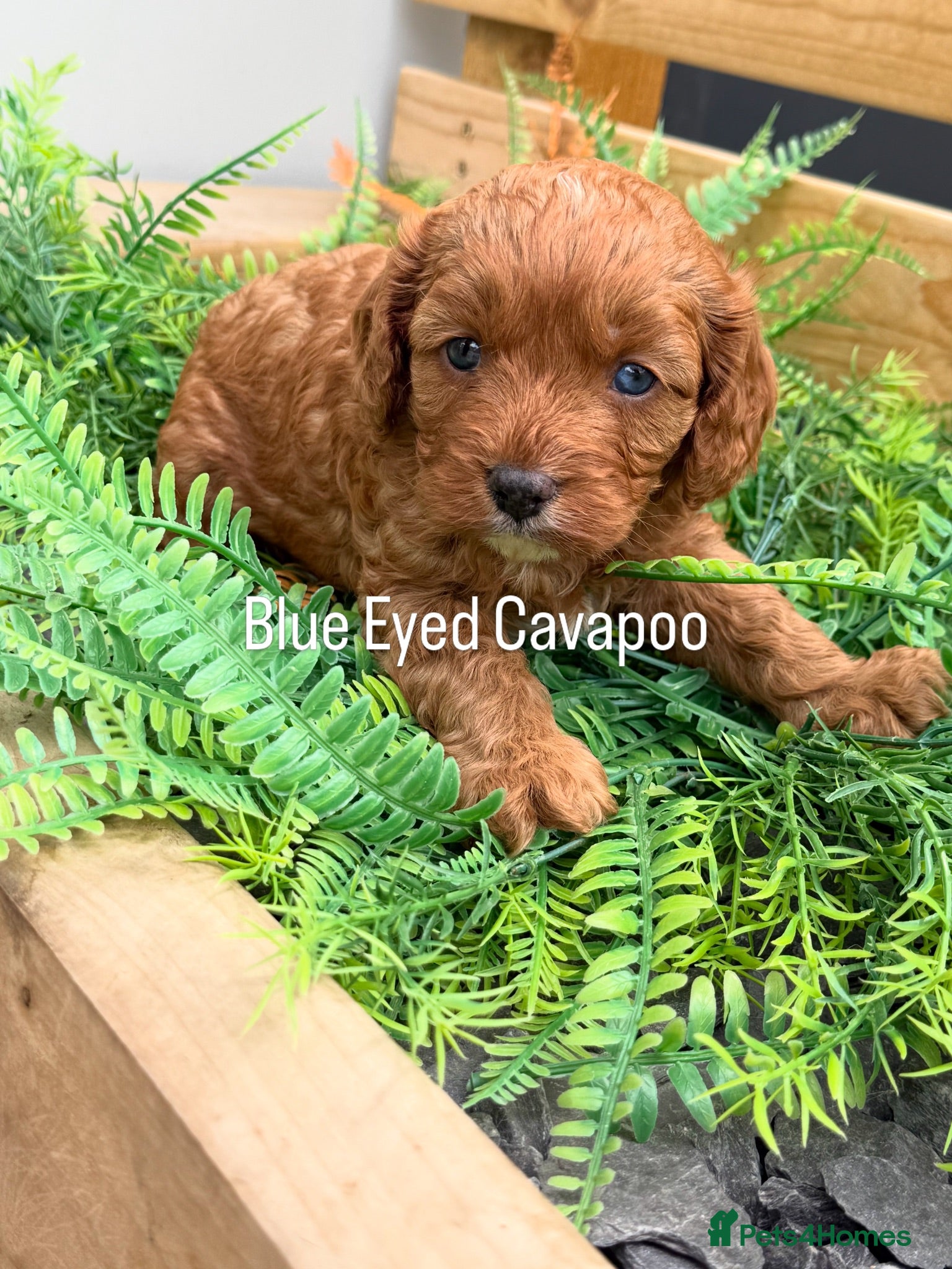 Cavapoo dogs F1 Cavapoo’s with Merles  - Advert 1