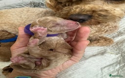 Toy Poodle dogs for sale: KC Registered Toy Poodle Puppies - Image 8