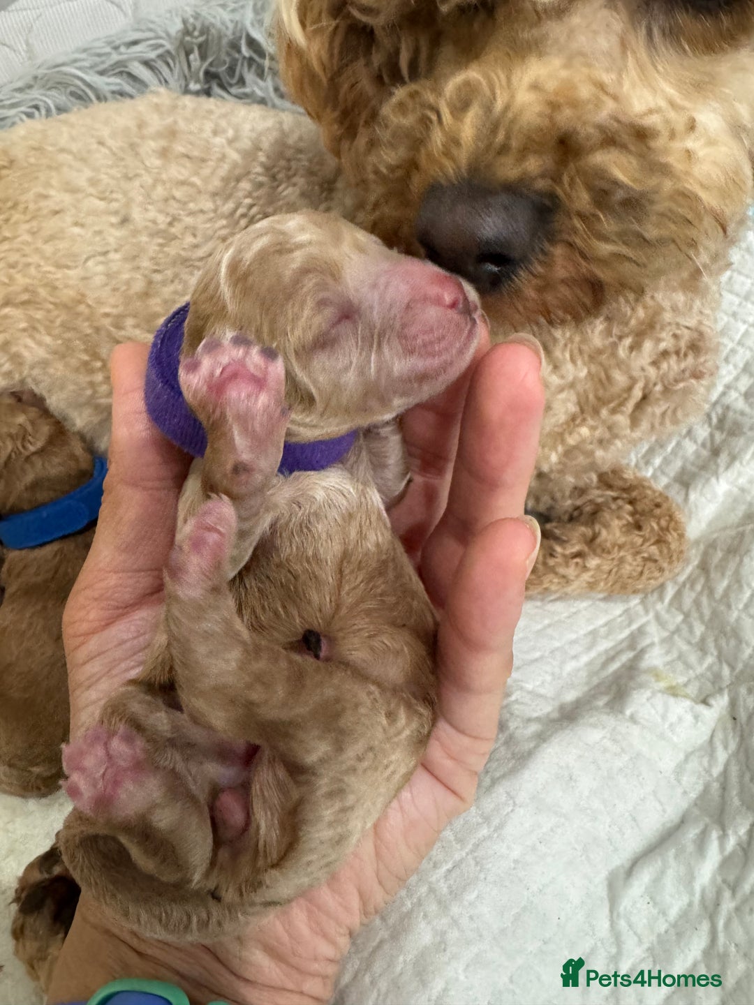 Toy Poodle dogs for sale: KC Registered Toy Poodle Puppies - Image 8