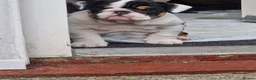 English Bulldog dogs for sale: for sale Bulldog puppy. - Advert 5