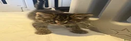 Mixed Breed cats for sale: Beautiful Kittens for sale  - Advert 8