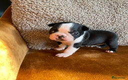 Boston Terrier dogs for sale: 🐾 Adorable Wildax Puppies! 🐾 - Image 5