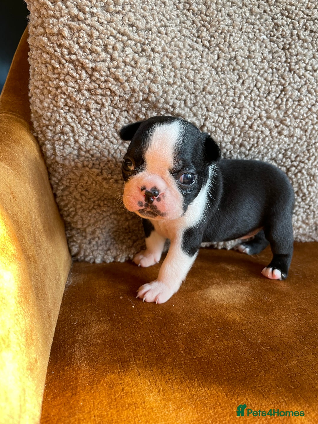 Boston Terrier dogs for sale: 🐾 Adorable Wildax Puppies! 🐾 - Image 5