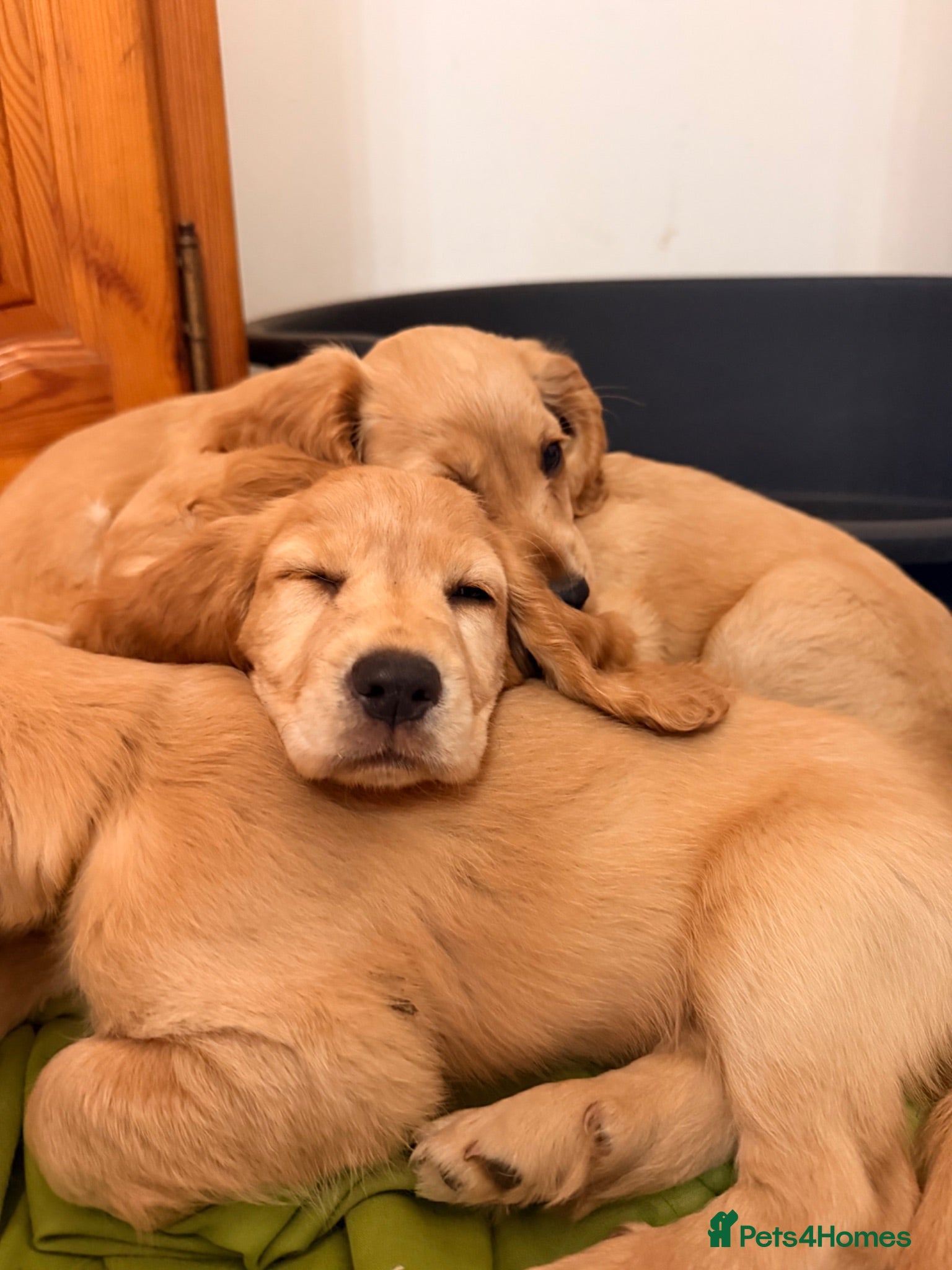 Cocker Spaniel dogs *Ready for collection*  - Advert 5