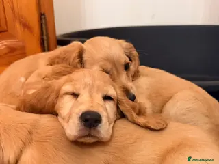 Cocker Spaniel dogs *Ready for collection* - Advert 5