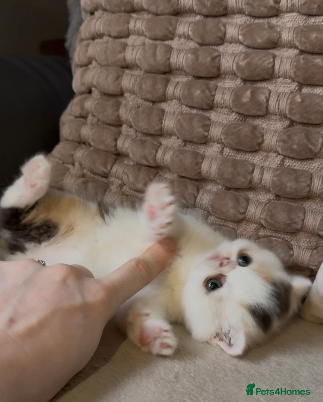 Exotic cats for sale: Two beautiful exotic shorthair babies  - Advert 6