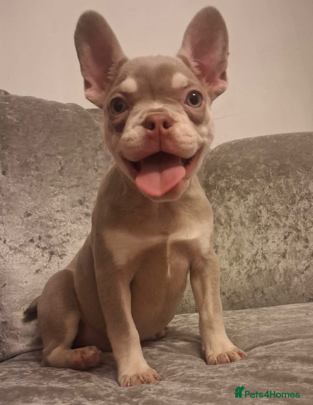 French Bulldog dogs for sale: French bull dog 14 weeks  - Advert 2