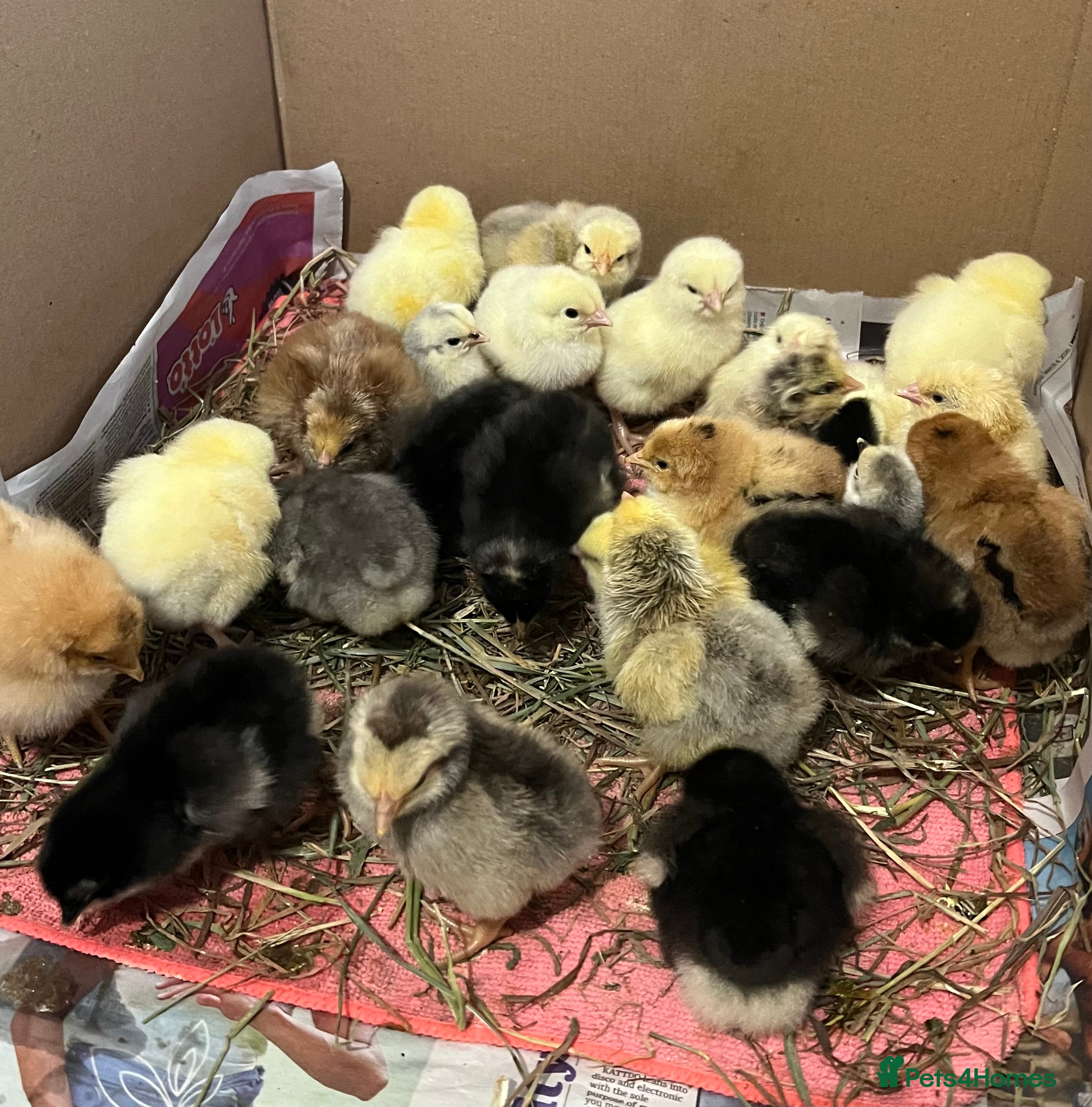 Chickens poultry 14x Day Old Chicks for sale in Hounslow! - Advert 9