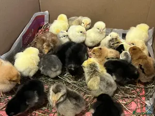 Chickens poultry 14x Day Old Chicks for sale in Hounslow! - Advert 3