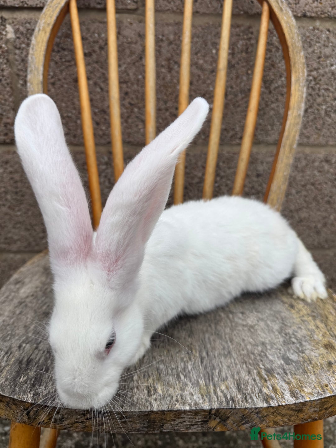Continental Giant rabbits for sale: Pure breed continental giant female  - Image 11