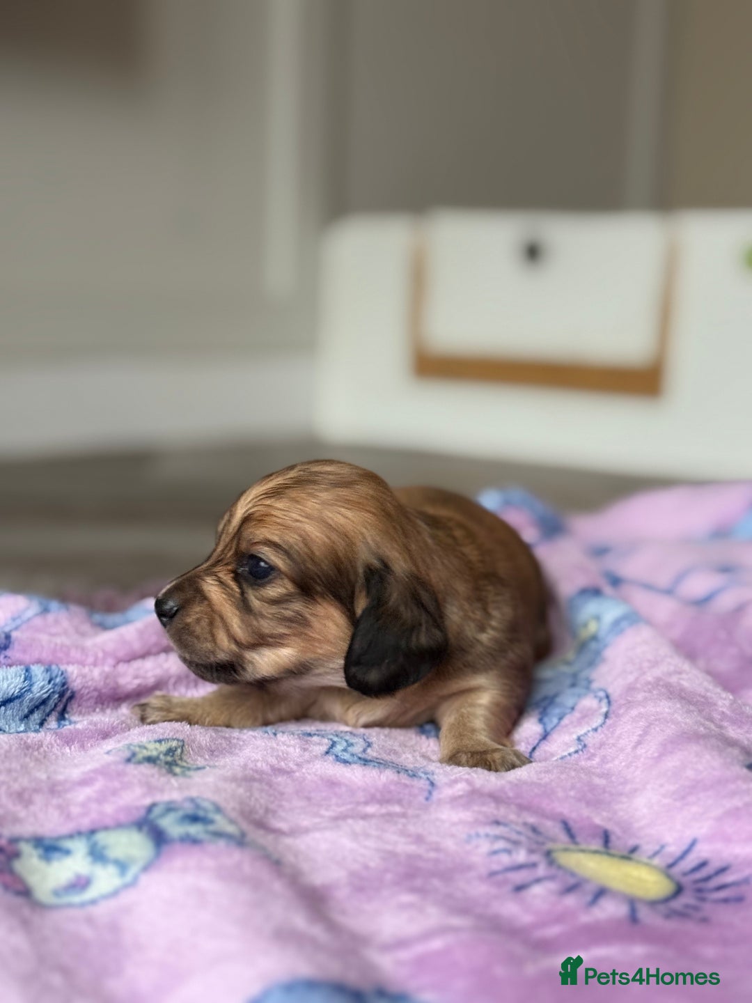 Miniature Dachshund dogs for sale: Long haired miniature dachshunds  - Image 11