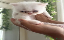 Persian cats for sale: Cute pure pedigree Persian cat in London - Image 3