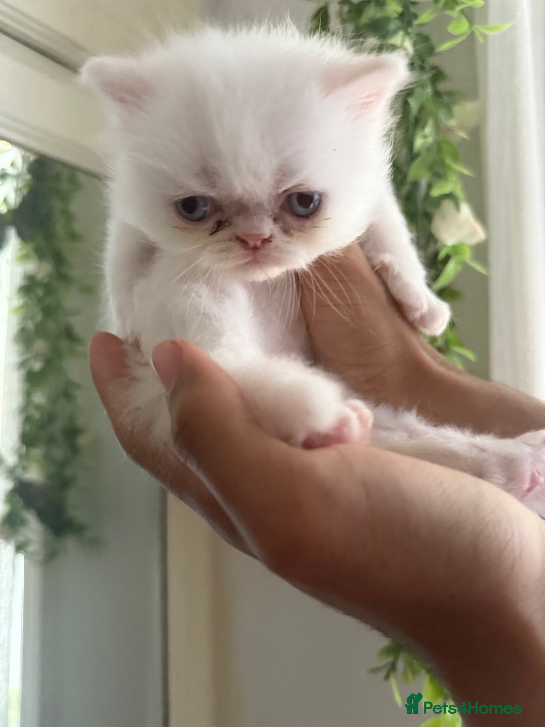 Persian cats for sale: Cute pure pedigree Persian cat in London - Image 3
