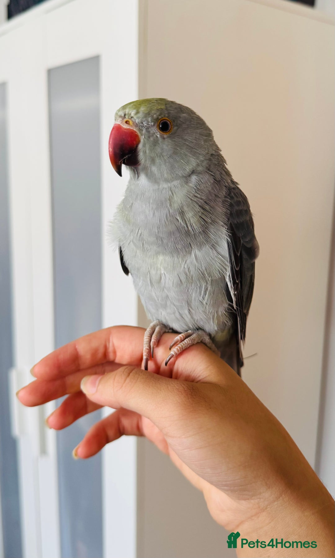 Ringnecks birds for sale: Beautiful Mixed Coloured Ringneck with Large cage  - Image 4
