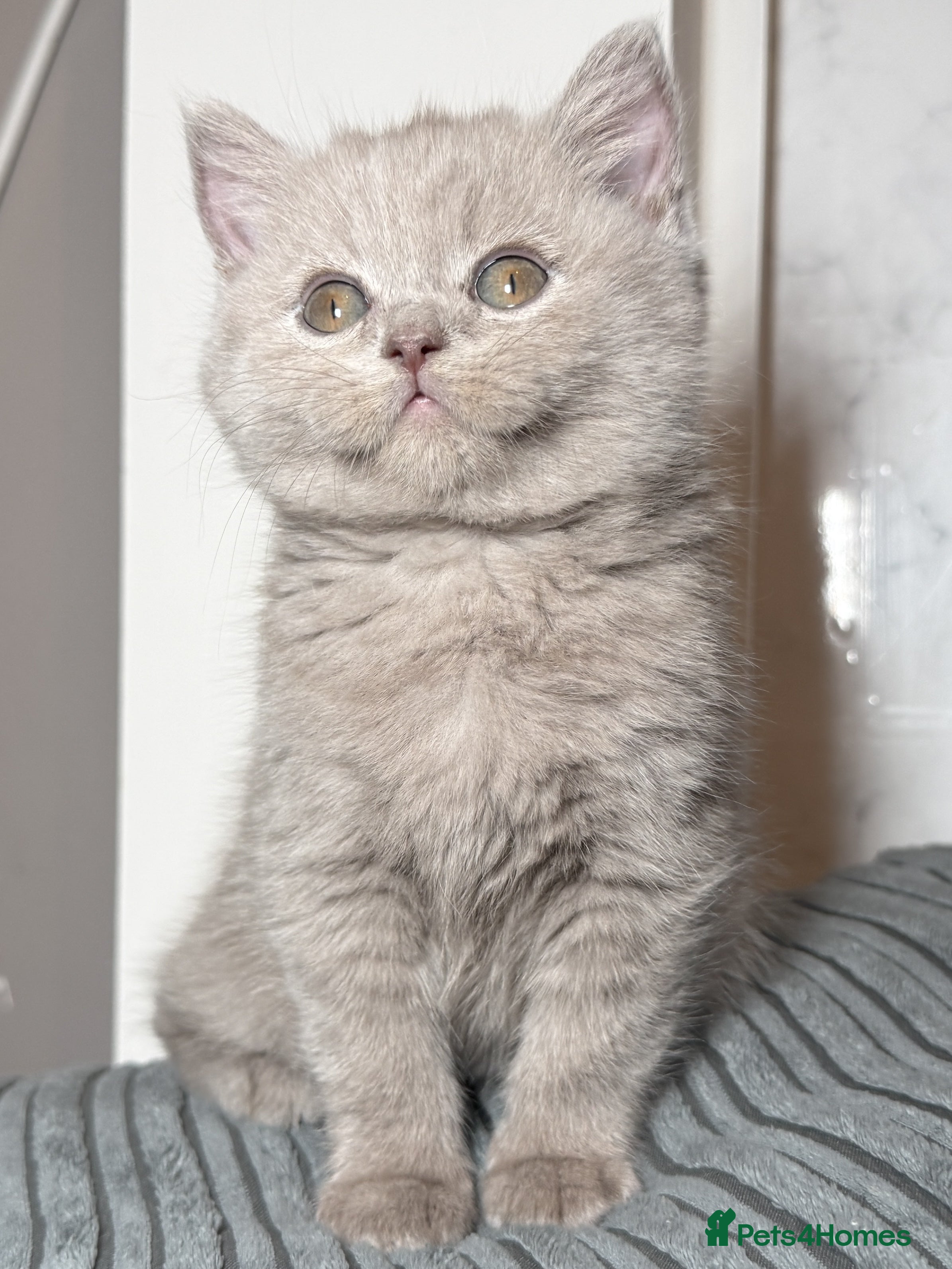 British Shorthair cats Ready for homes NOW 2 left  - Advert 18
