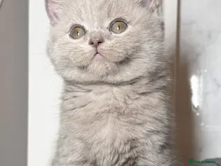 British Shorthair cats Ready for homes NOW 2 left - Advert 18