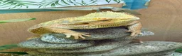 Bearded Dragon reptiles for sale: 2x Male Bearded Dragon's + Vivarium - Advert 3
