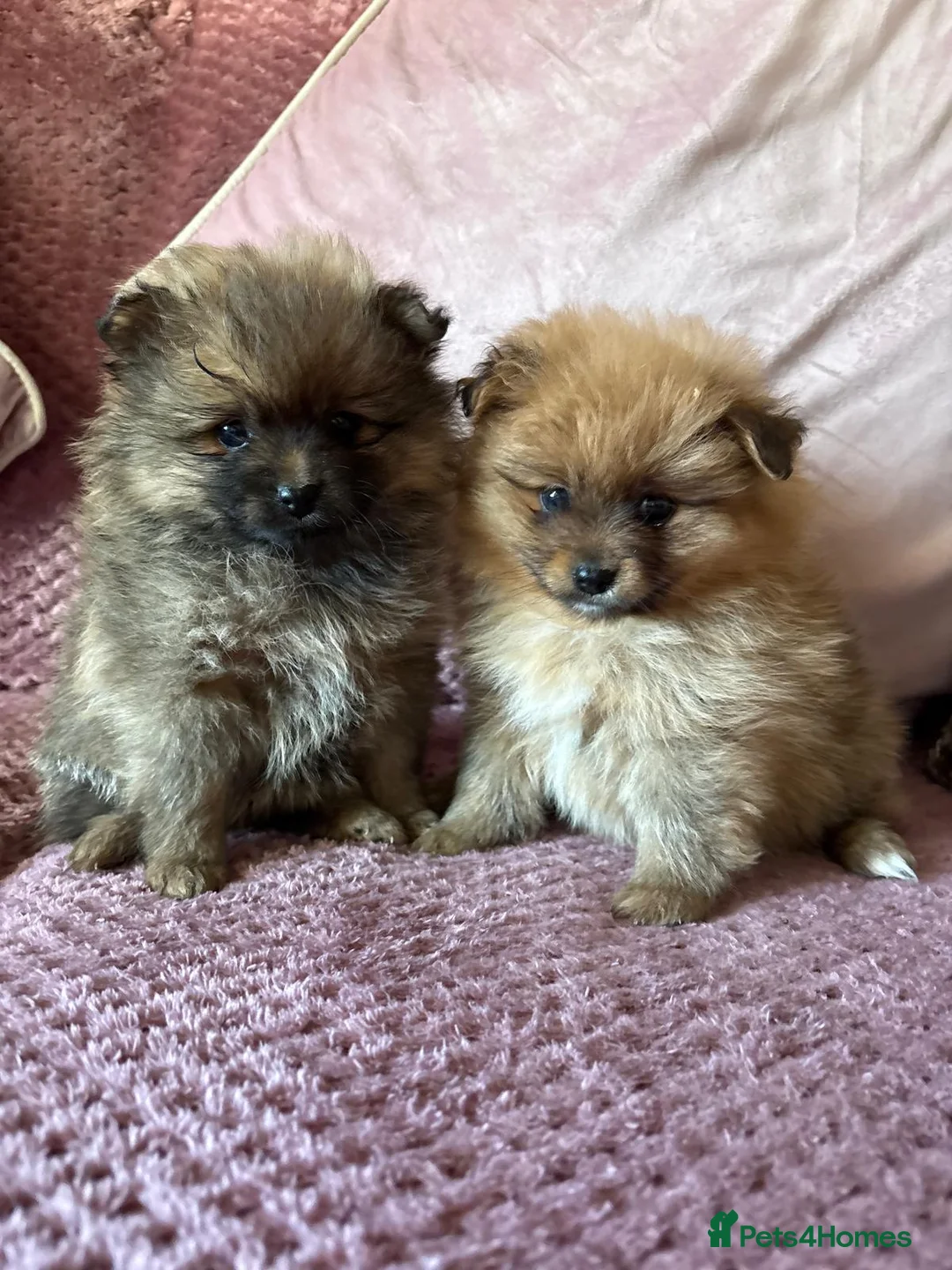 Pomeranian dogs for sale: LAST 2 GIRLS STUNNING TINY PUPPIES  in Manchester - Advert 1