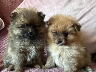 Pomeranian dogs LAST 2 GIRLS STUNNING TINY PUPPIES in Manchester - Advert 14