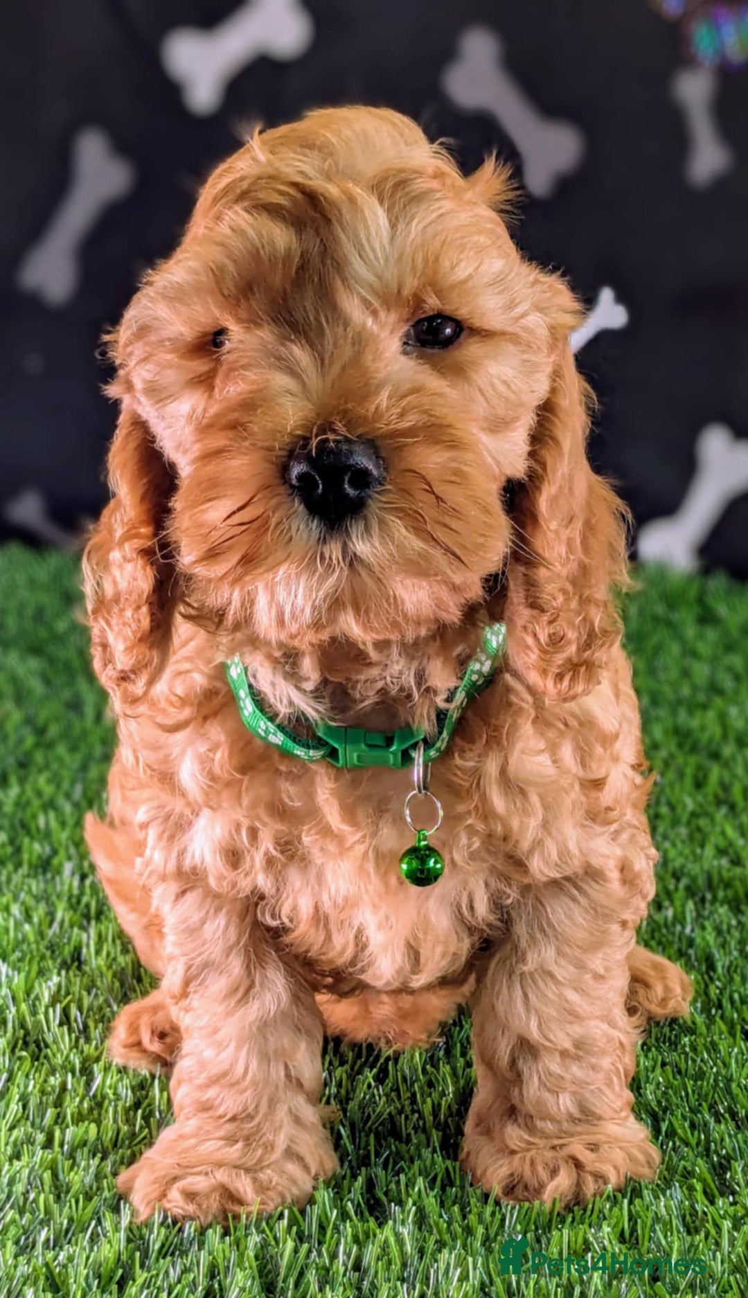 Cockapoo dogs for sale: F1b Cockapoo (Miracle). - Image 4