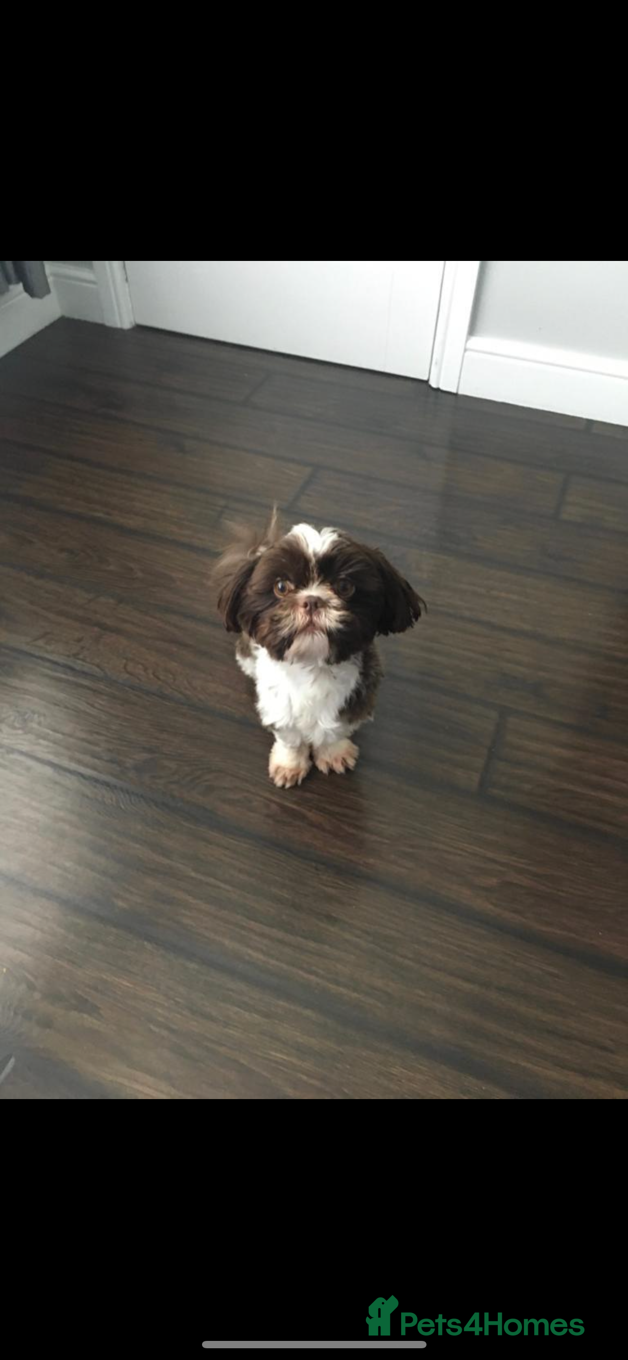 Shih Tzu dogs Chocolate and white imperial boy - Advert 5